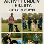 Så får du ett aktivt hundliv i Hillsta – Kurser och grupper